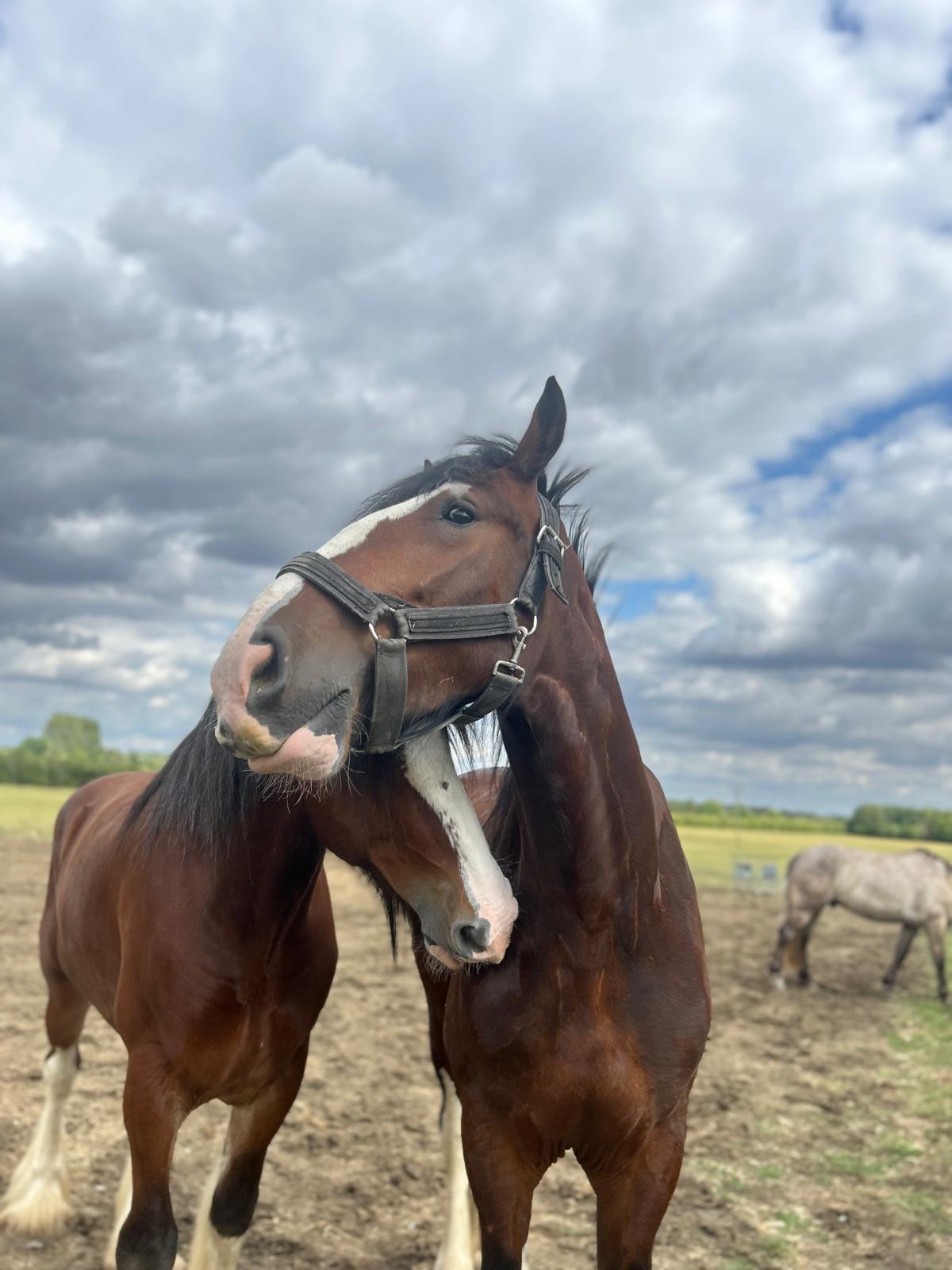 Waldburg Shire Horse